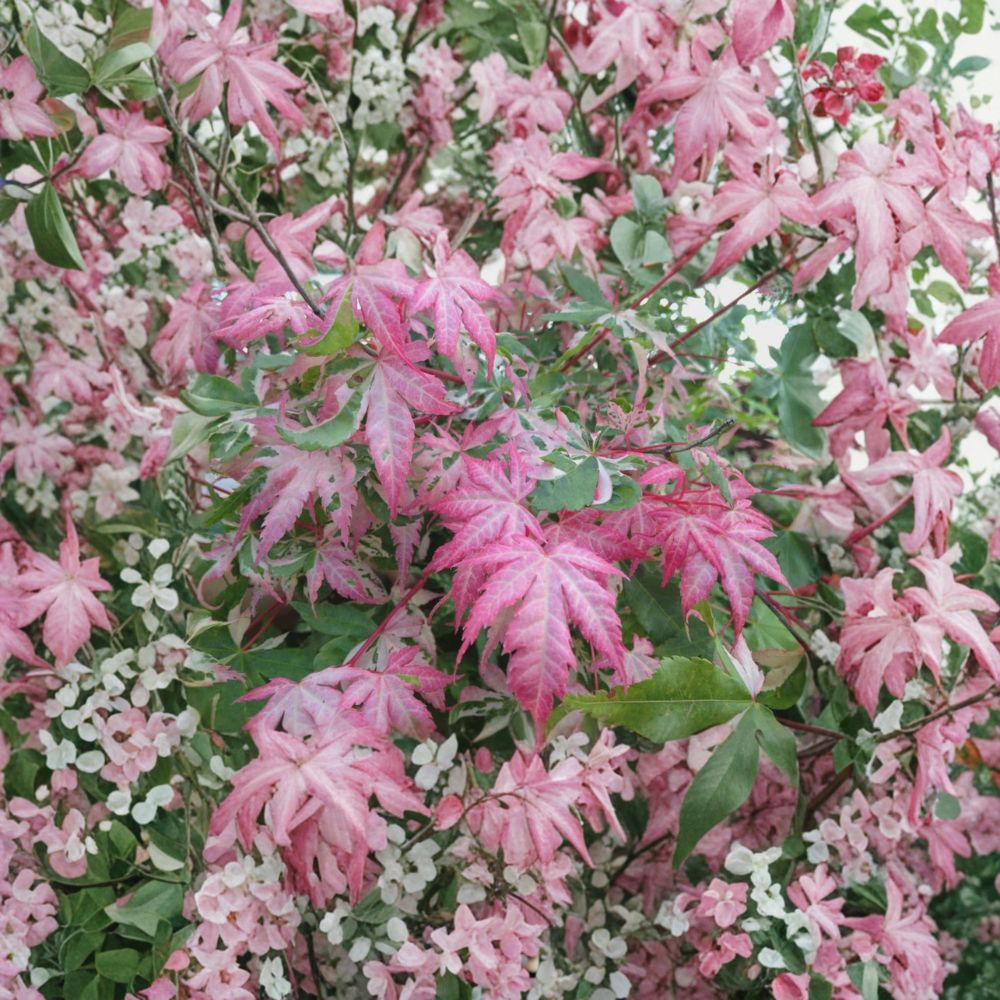 Acer palmatum ‘Oridono Nishiki’ Pink Variegated Japanese Maple Tree | 30–35 Inches Tall | #3 Container