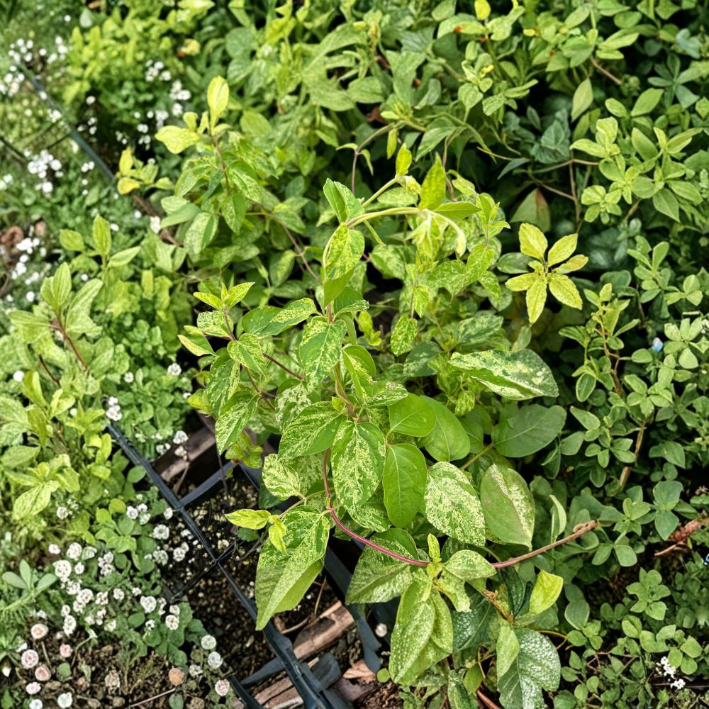 Variegated Japanese Honeysuckle ‘Mint Crisp’ Live Vine | Fragrant Climbing Plant in Nursery Pot