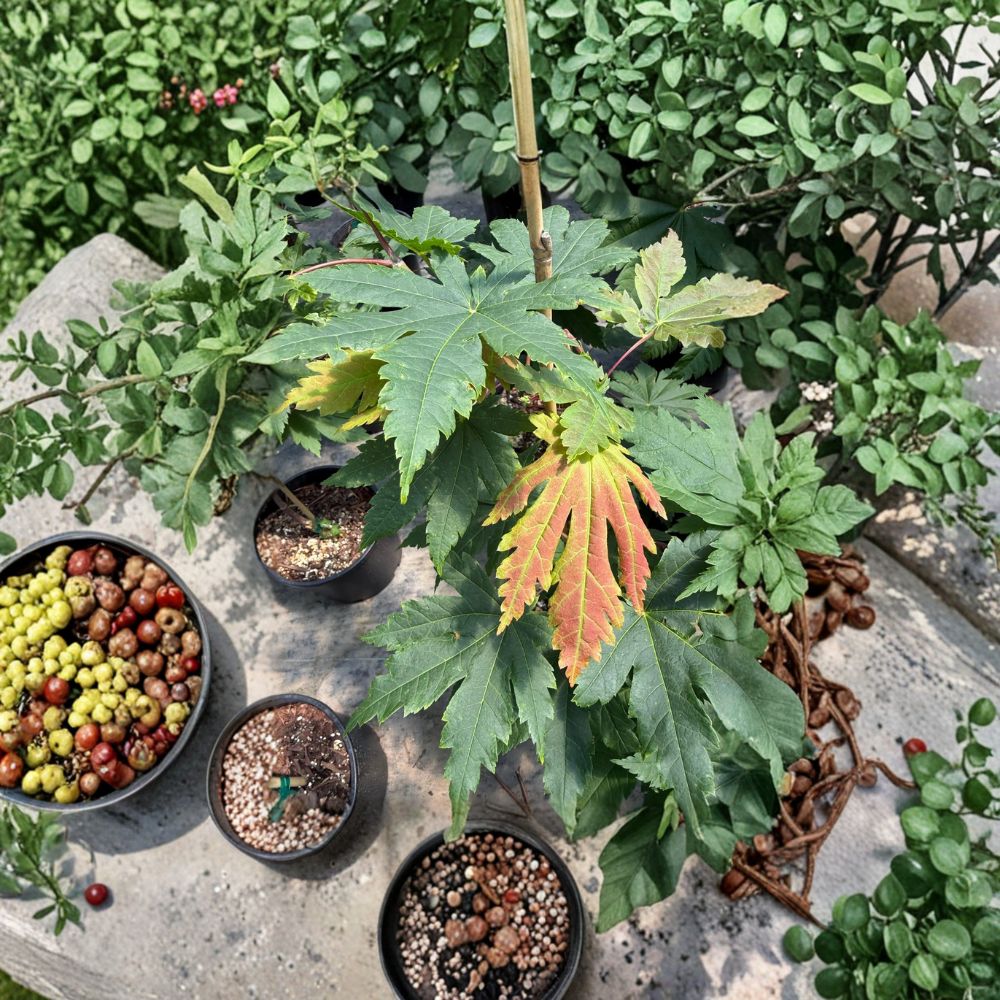 Acer japonicum ‘Attaryi’ – Rare Full Moon Japanese Maple Live Tree | 20–30 Inches Tall | #3 Container