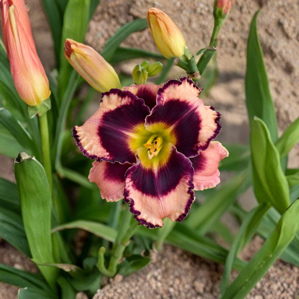 Rock Solid Daylily - 3 Live Bare Root Plants | Mauve Purple Hemerocallis Perennial