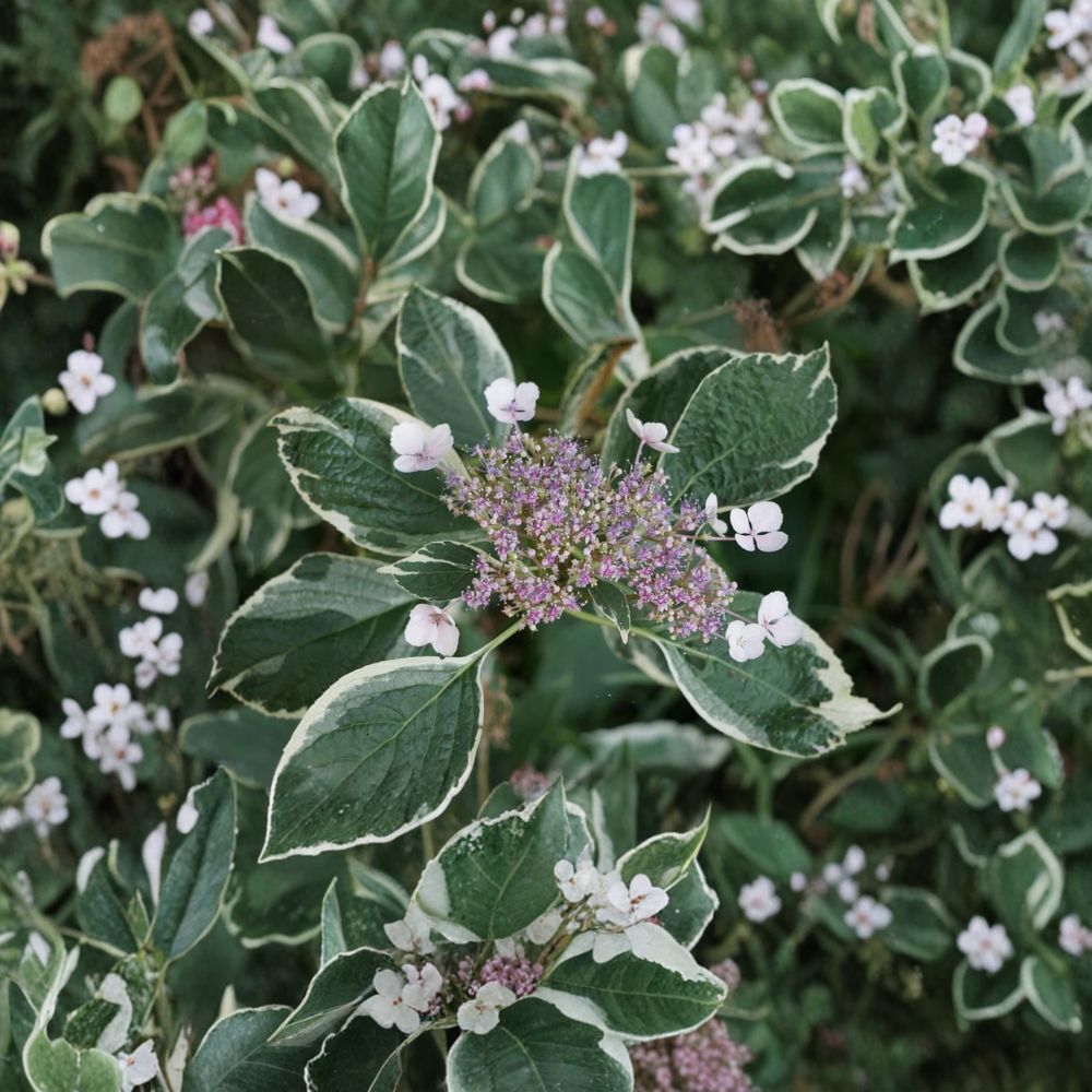 Mariesii Variegata Hydrangea – Variegated Lacecap Shrub in 2 Gallon Pot with Pink or Blue Blooms