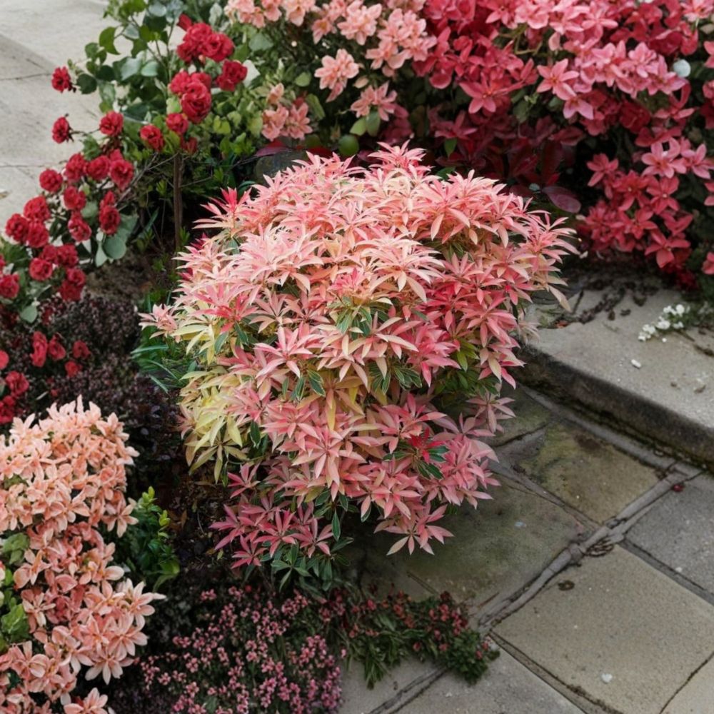 Pieris ‘Flaming Silver’ – Variegated Japanese Andromeda Evergreen Shrub in #1 Container