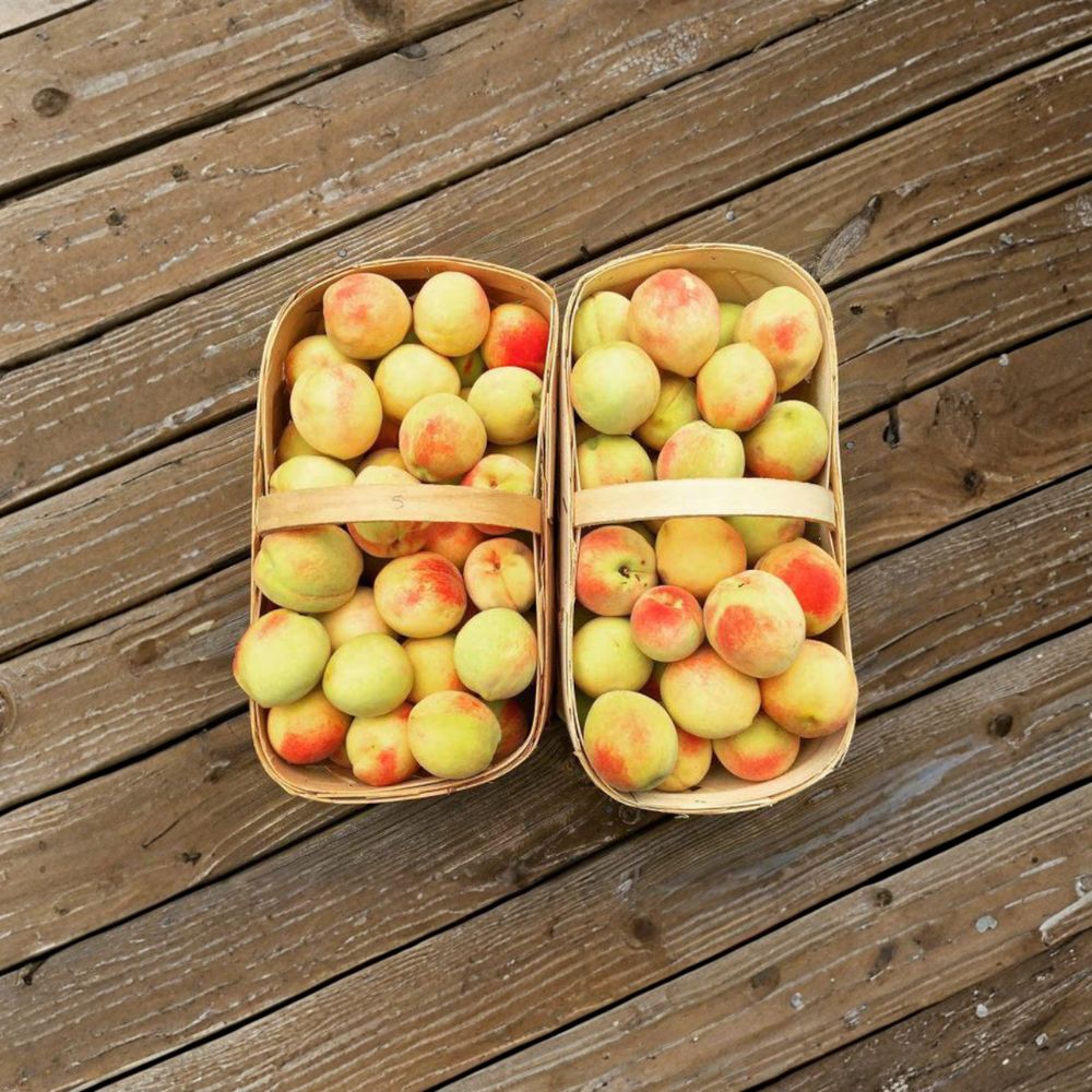 Belle of Georgia Peach Tree – Grafted White Peach Fruit Tree | Self-Pollinating | Zones 5–8