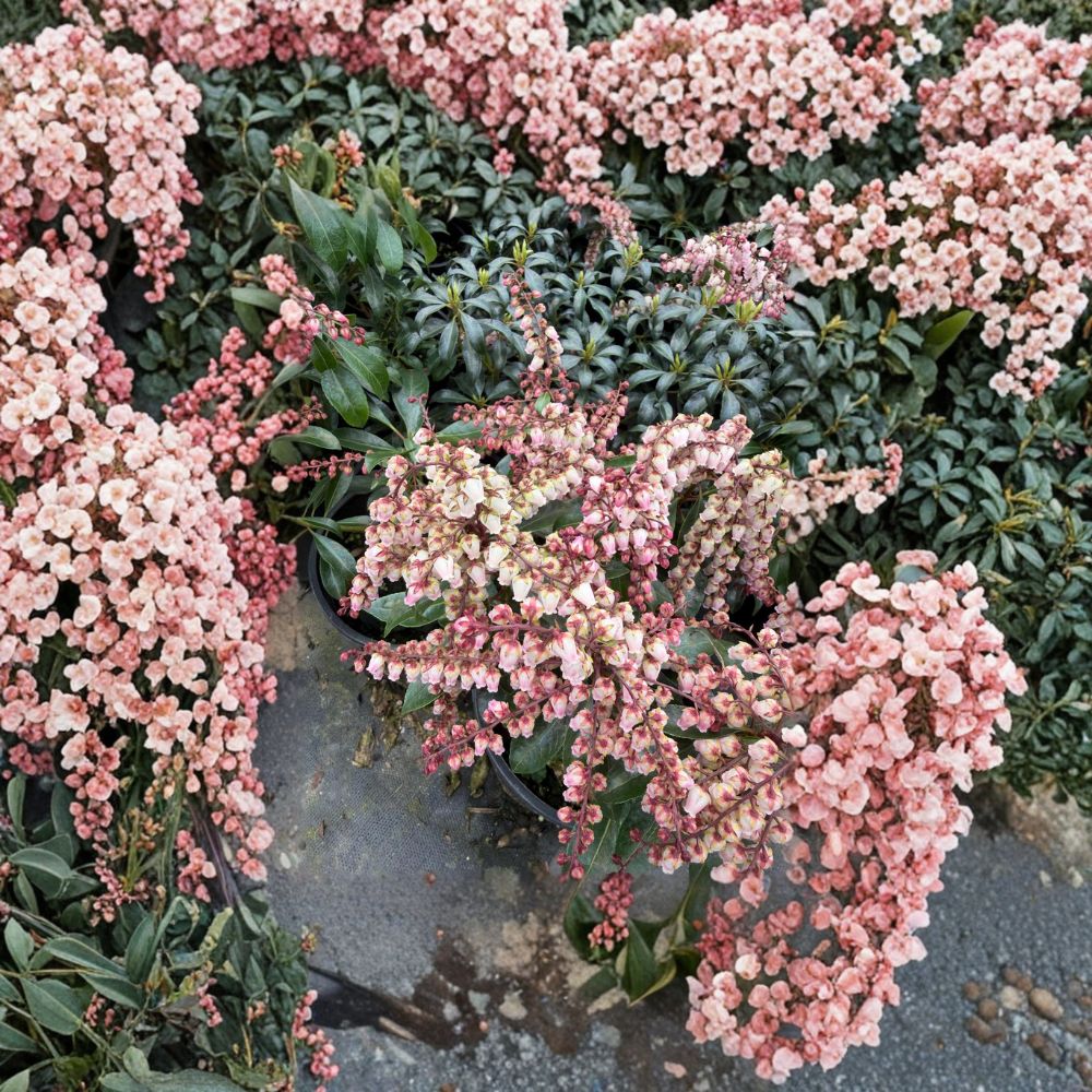 Pieris japonica ‘Valley Fire’ – Japanese Andromeda Evergreen Shrub with Red Spring Foliage & White Flowers