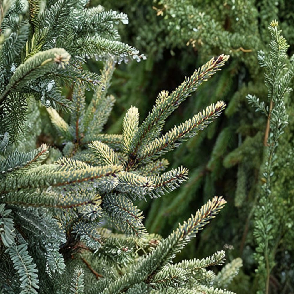 Aureovariegata Black Spruce – Variegated Evergreen Conifer | 12 Inch Tall | 1 Gallon Pot | Picea mariana