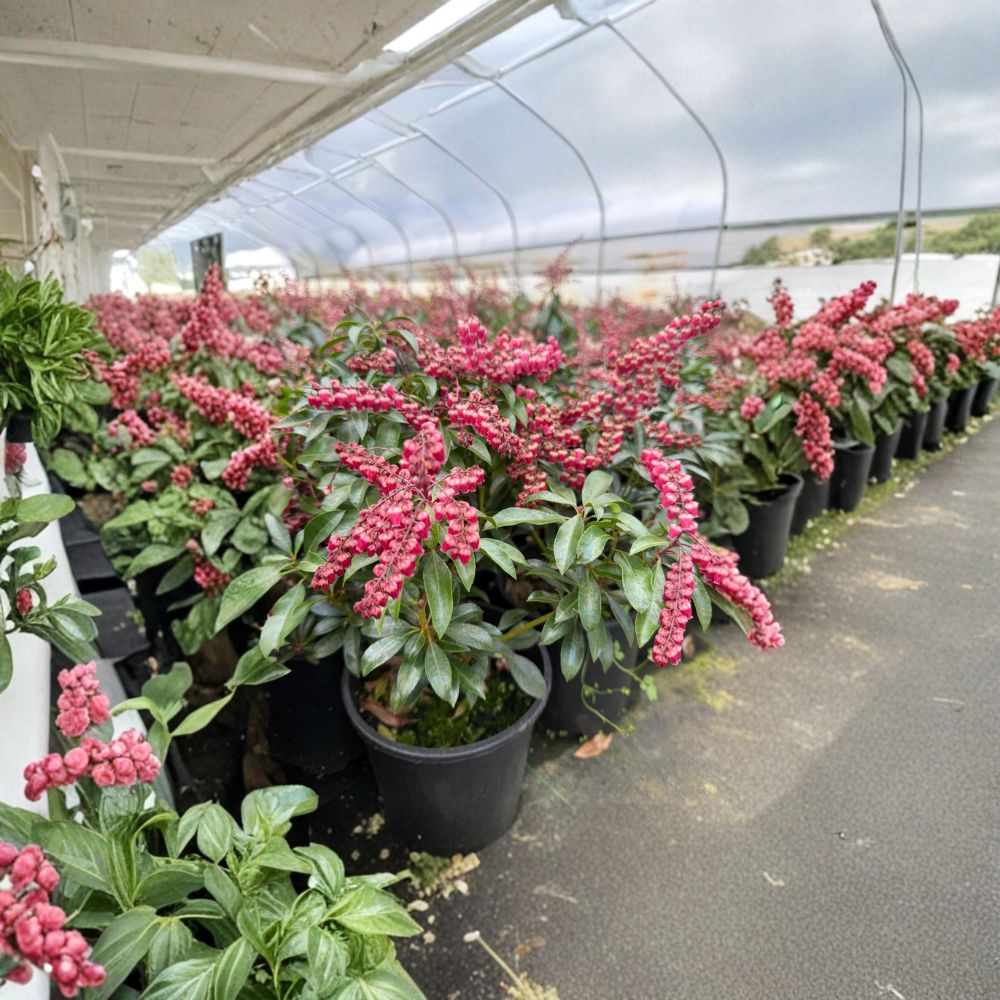 Pieris japonica ‘Valley Valentine’ – Evergreen Japanese Andromeda Shrub with Pink Red Blooms | #1 Container