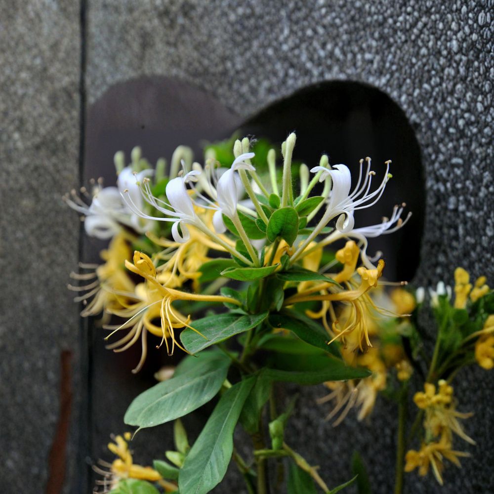 Japanese Honeysuckle Plant – Lonicera japonica Live Rooted Vine | Fragrant Climbing Vine for Bonsai & Garden
