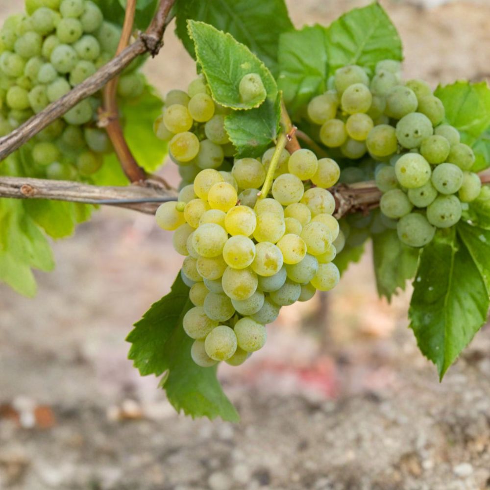 Müller-Thurgau Grape Plant – Vitis vinifera Live Vine in Nursery Pot | Early Ripening White Wine Grape
