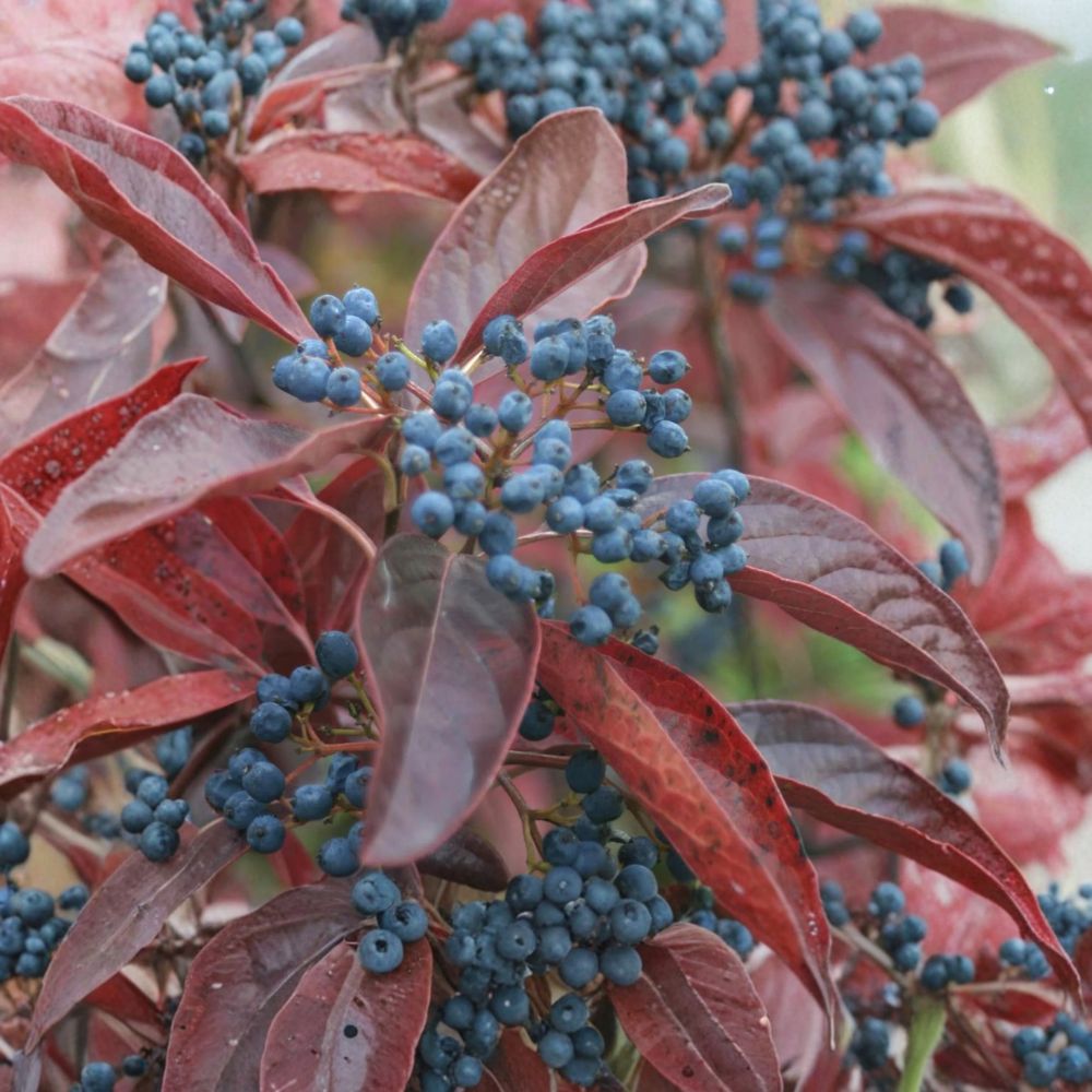Winterthur Smooth Viburnum - Native Viburnum nudum Shrub in 4 Inch Pot with Colorful Berries and Fall Foliage