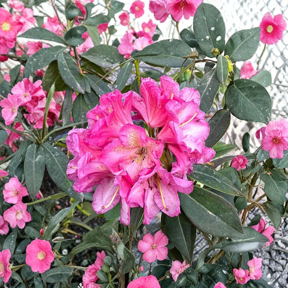 Wissahickon Rhododendron – Evergreen Shrub with Purple Red Midseason Blooms, Field Grown 12–15"