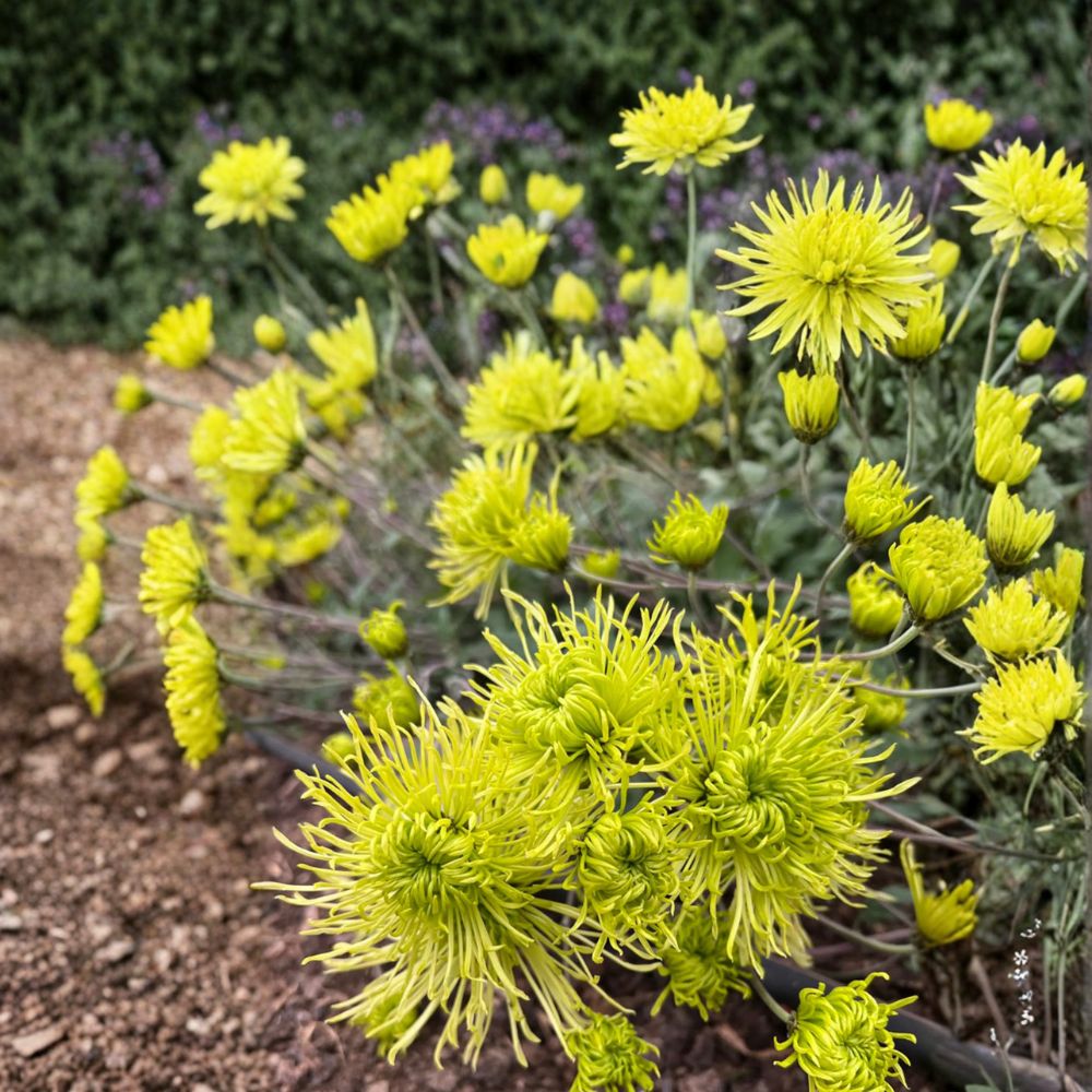 Green Chrysanthemum Plant – Live Perennial Flower with Large 5 Inch Blooms in Nursery Pot