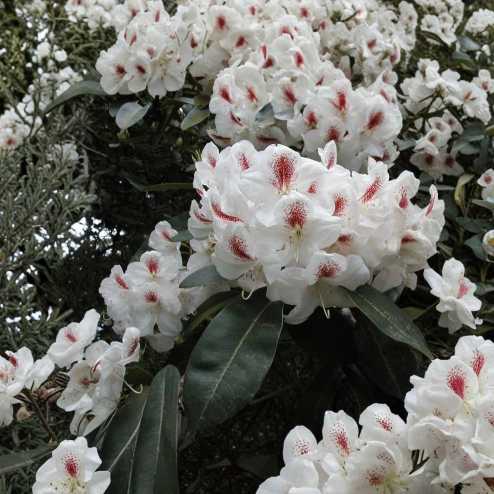 Rhododendron ‘Harvest Moon’ Evergreen Shrub | White Blooms with Purple Freckles | Hardy Landscape Plant in #3 Container