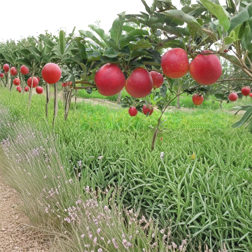 Red Gala Apple Tree – Malus domestica Bare Root | 32 Inches Tall | Sweet Crisp Apples on M7 Rootstock