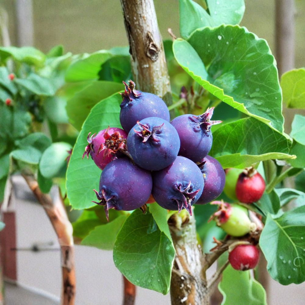 Saskatoon Serviceberry Plant – Live Rooted Amelanchier alnifolia | Edible Berry Shrub | Zones 4–7