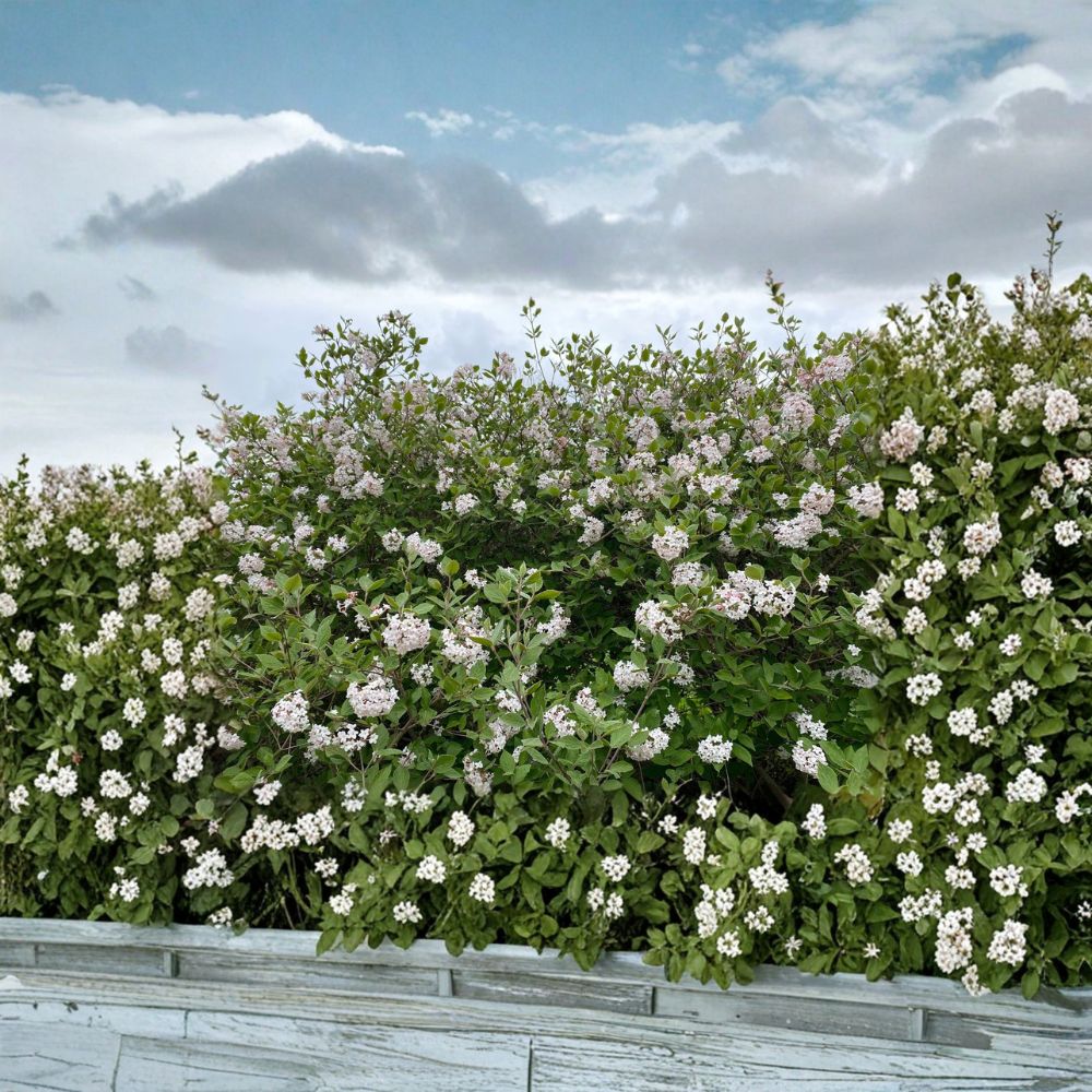 Korean Spice Viburnum – Fragrant Spring Flowering Shrub in 1 Gallon Pot | Viburnum carlesii