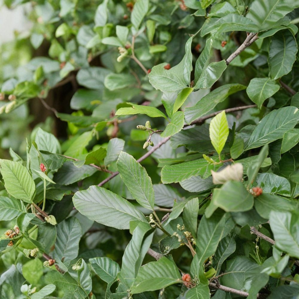 Smooth Alder Live Native Shrub Tree in 1 Gallon Pot | Alnus serrulata for Wetlands & Wildlife