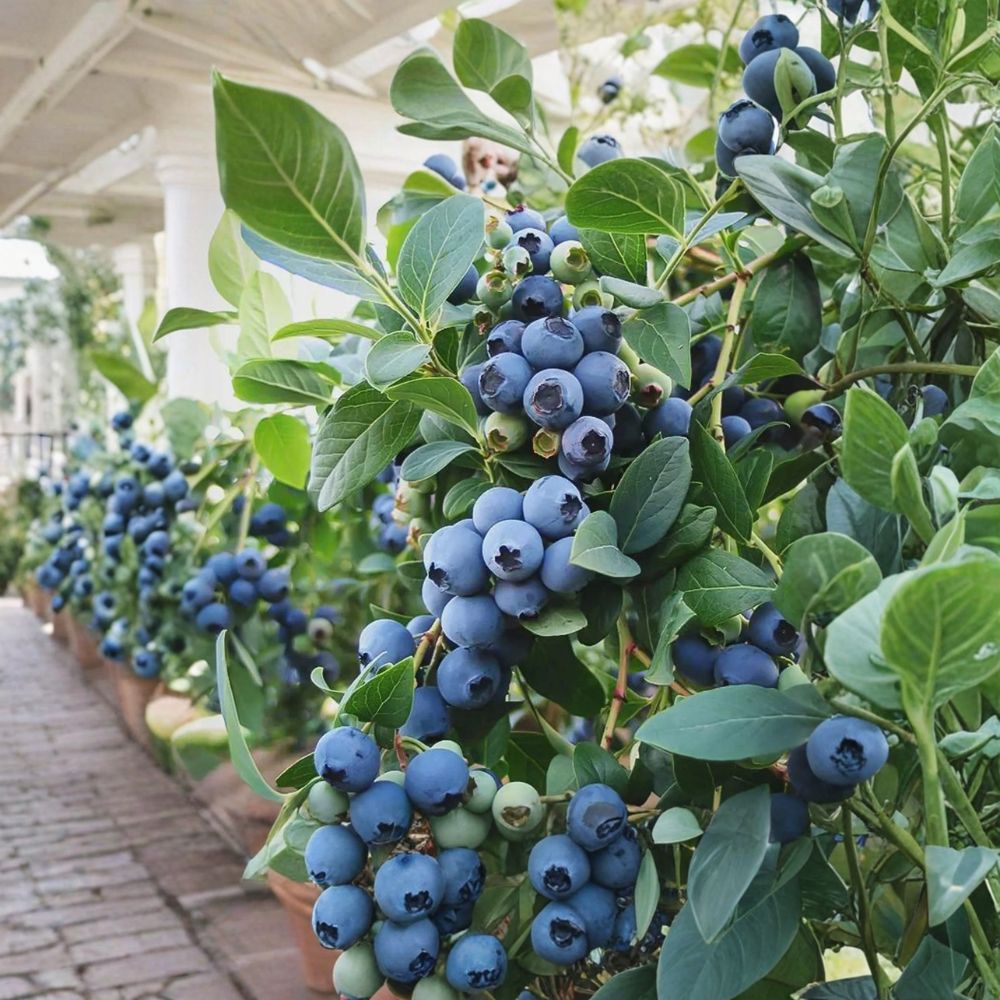 Vaccinium ‘Sunshine Blue’ Blueberry Plant Bundle – 2 Semi-Evergreen Southern Highbush Plants in #1 Containers