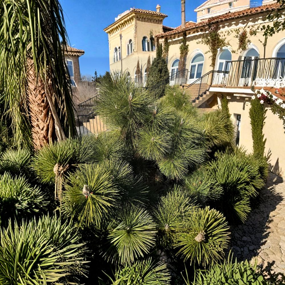 Thunderhead Japanese Black Pine – Live Evergreen Conifer in 1 Gallon Pot | Pinus thunbergii Compact Landscape Pine