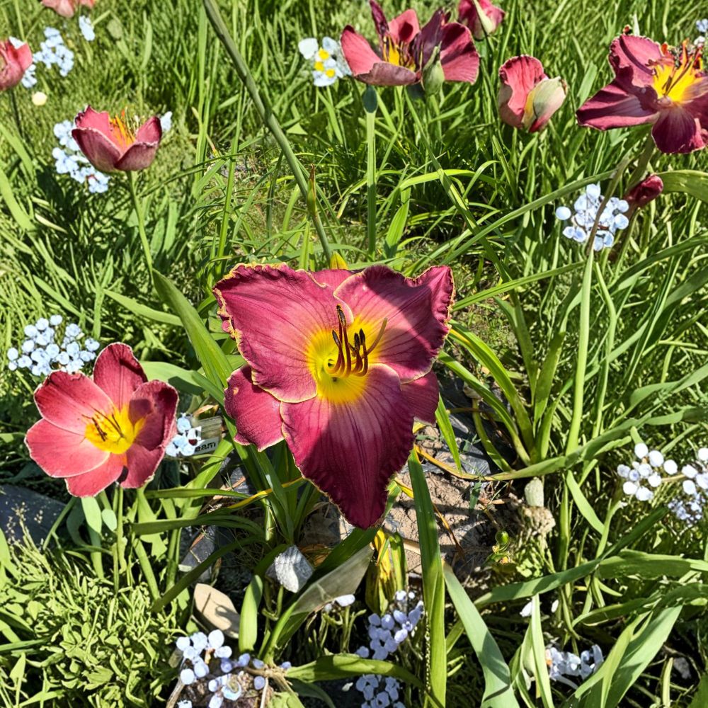 Exquisitely Subversive Daylily - 3 Live Bare Root Plants | Hardy Hemerocallis Perennial