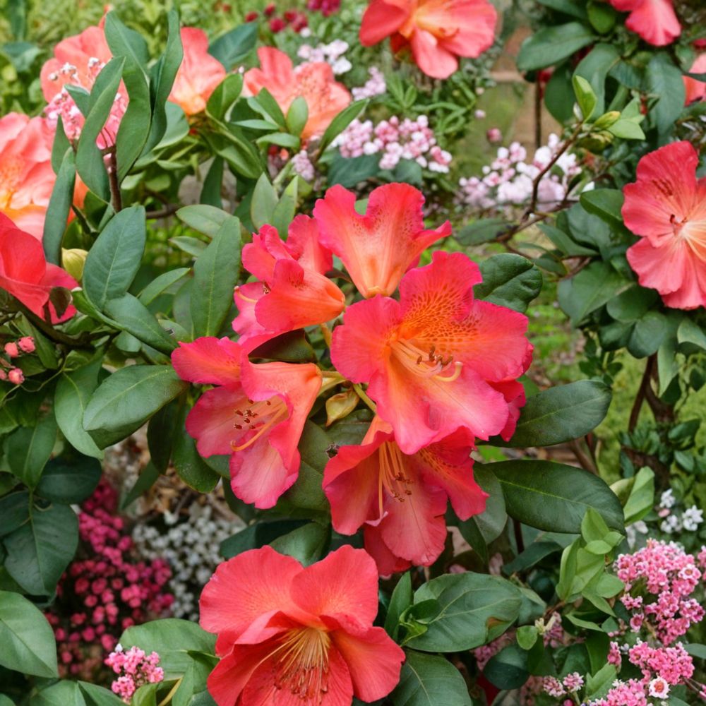 Rhododendron ‘Golden Gate’ Live Evergreen Shrub | Orange & Red Blooms | Compact Hardy Landscape Plant
