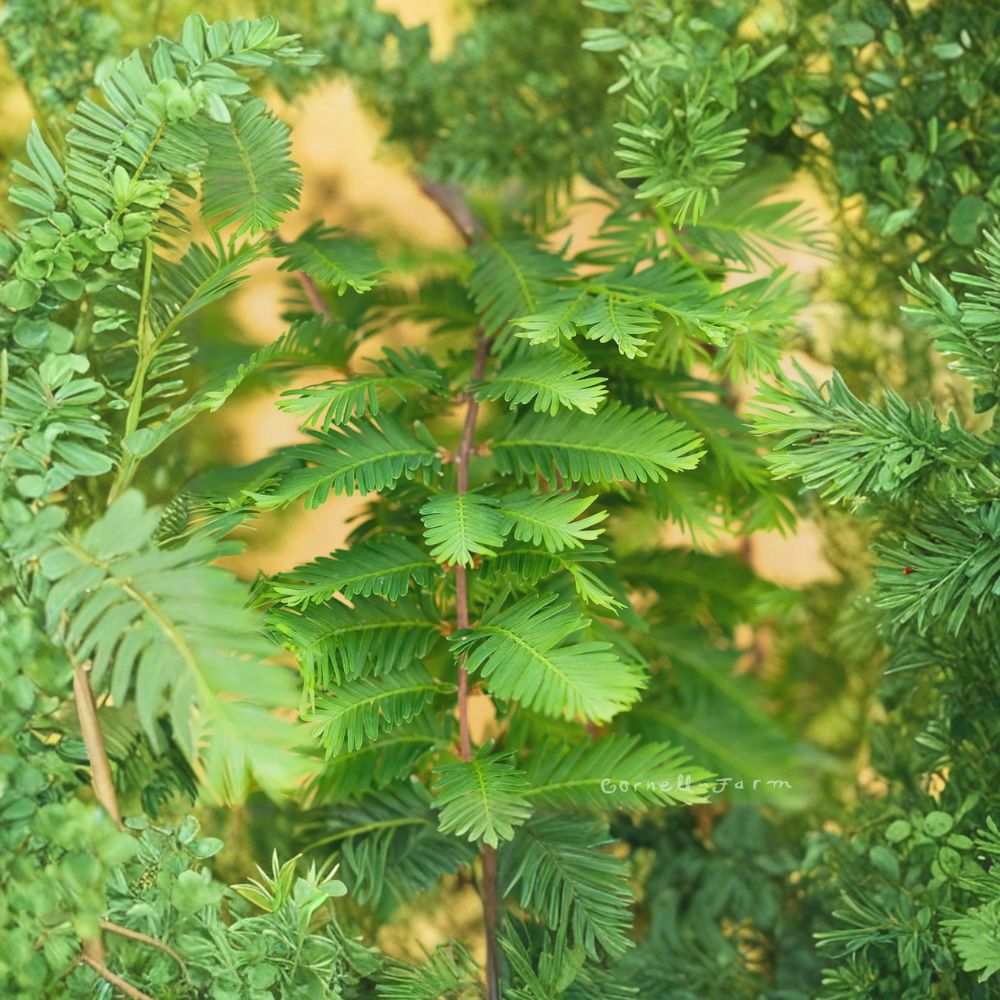 Dawn Redwood ‘Miss Grace’ – Rare Weeping Dwarf Metasequoia Tree in #1 Container for Zones 5–9
