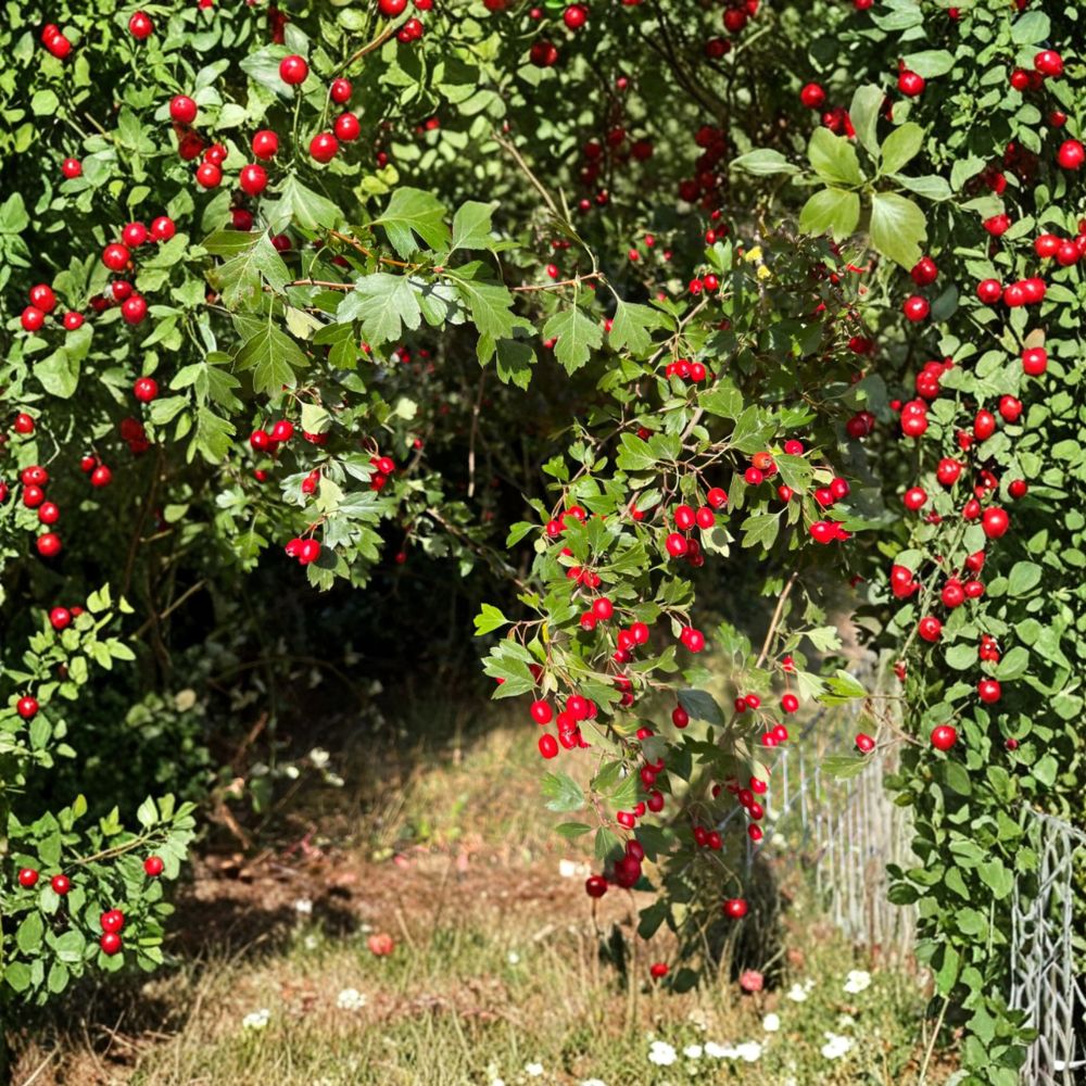 Wild Hawthorn Tree – Crataegus Live Plant with Nursery Pot | Hardy Chinese Hawthorn Rootstock