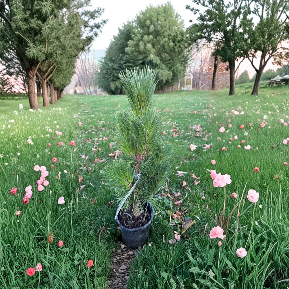 Baker Street Broom Japanese Black Pine – Live Dwarf Evergreen Conifer in 1 Gallon Pot