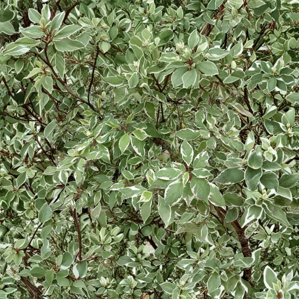 Cornus alba ‘Ivory Halo’ Variegated Red Twig Dogwood | #2 Container Shrub
