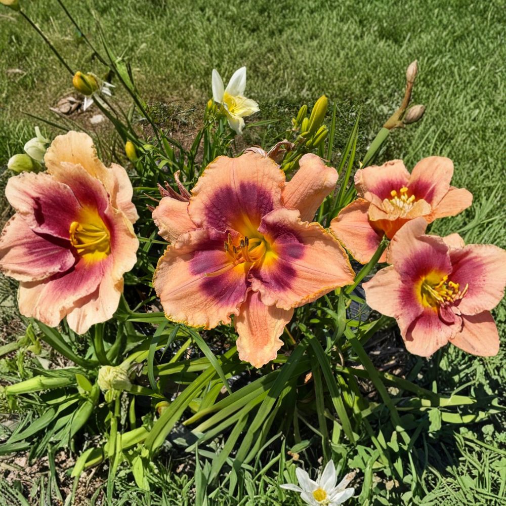 Joe Marinello Daylily - 3 Live Bare Root Plants | Hardy Perennial Hemerocallis