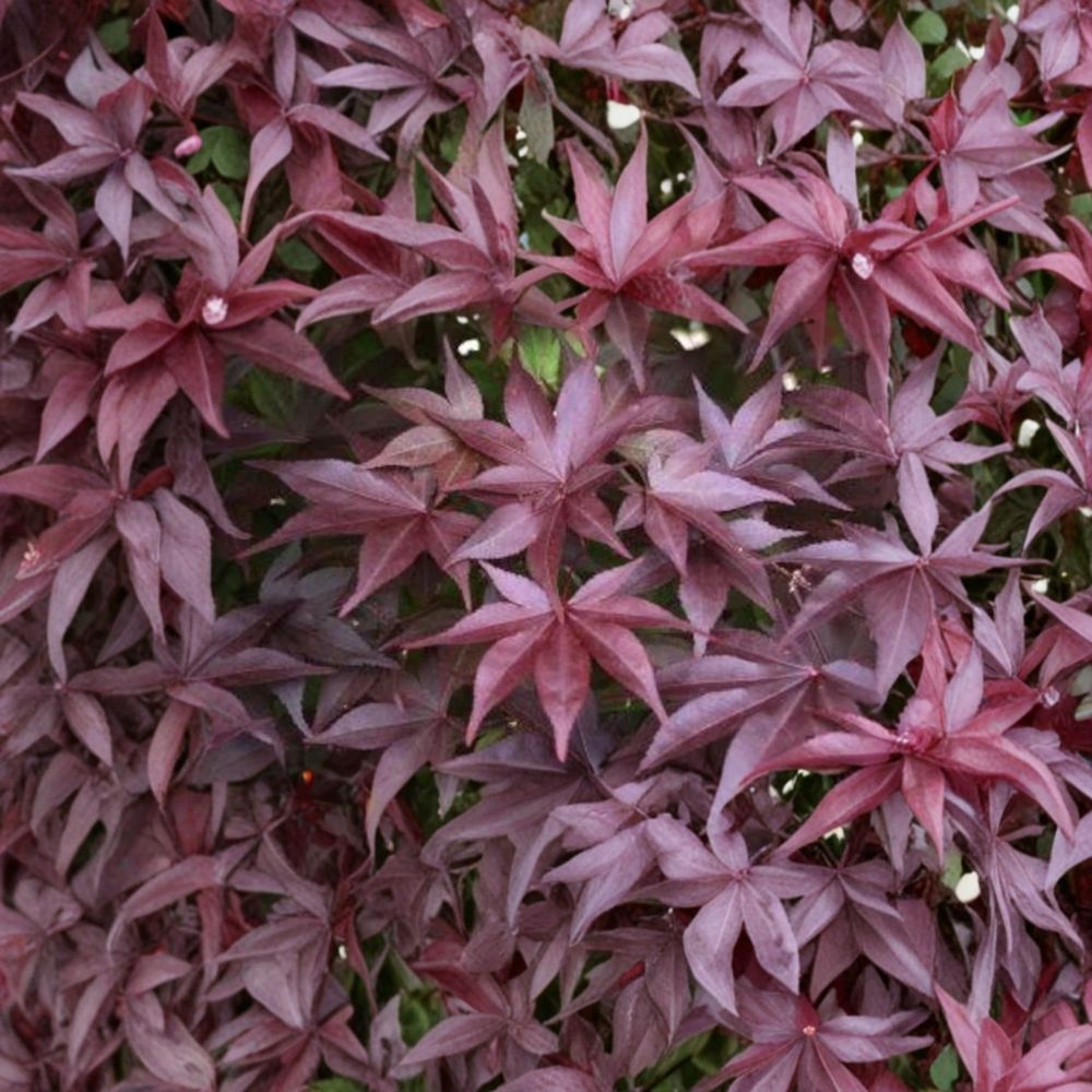 Acer palmatum ‘Whitney Red’ Upright Red Japanese Maple Live Tree 30–40 Inches Tall Cold Hardy Ornamental Maple