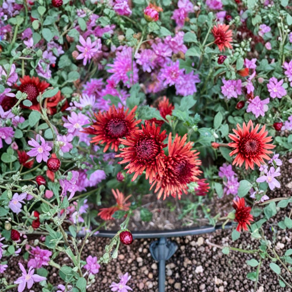 2-Pack Autumn Ruby Chrysanthemum Plants – Deep Red Perennial Garden Mums in Nursery Pots
