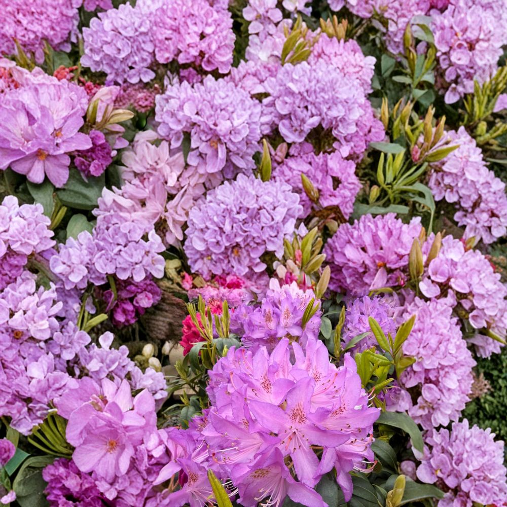 Rhododendron ‘Purpureum Elegans’ – Live Evergreen Shrub with Lavender Purple Blooms, 12–15 Inches Tall
