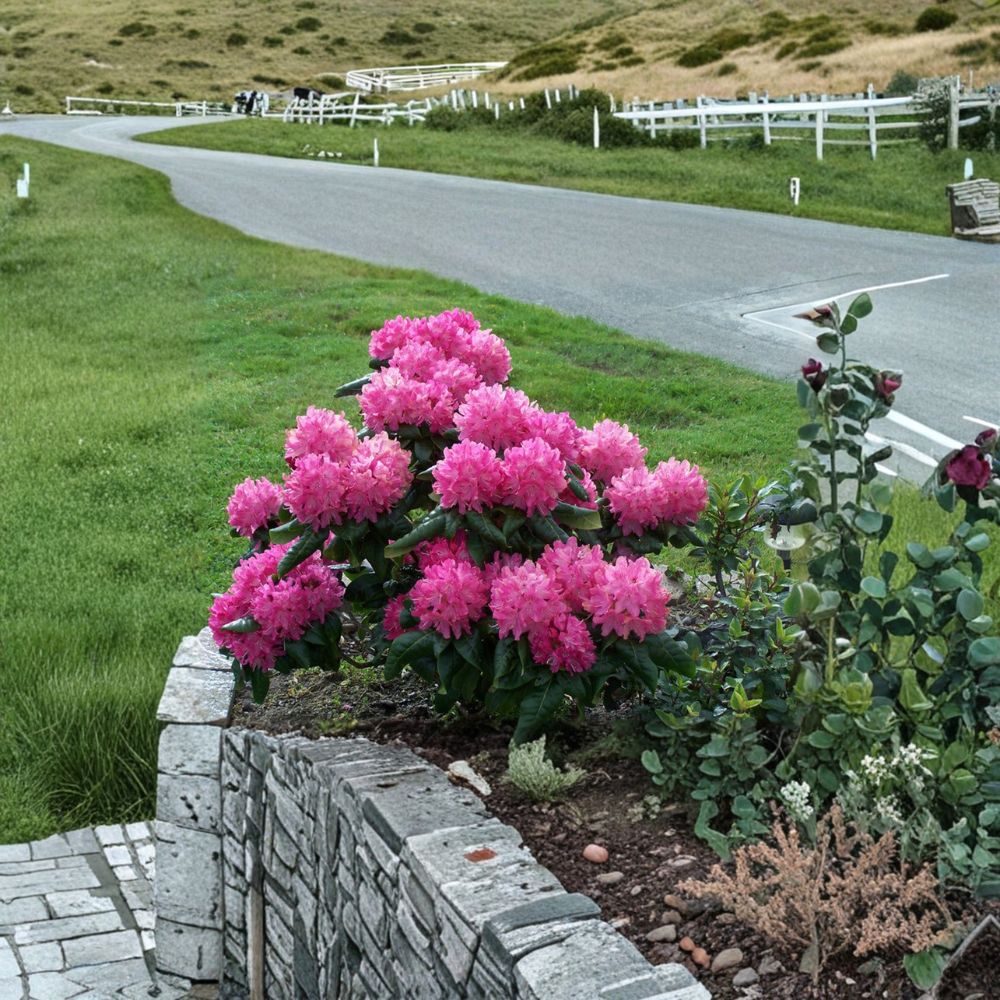 Rhododendron ‘Holden’ Live Evergreen Shrub | Pink & White Blooming | Cold Hardy Landscape Plant