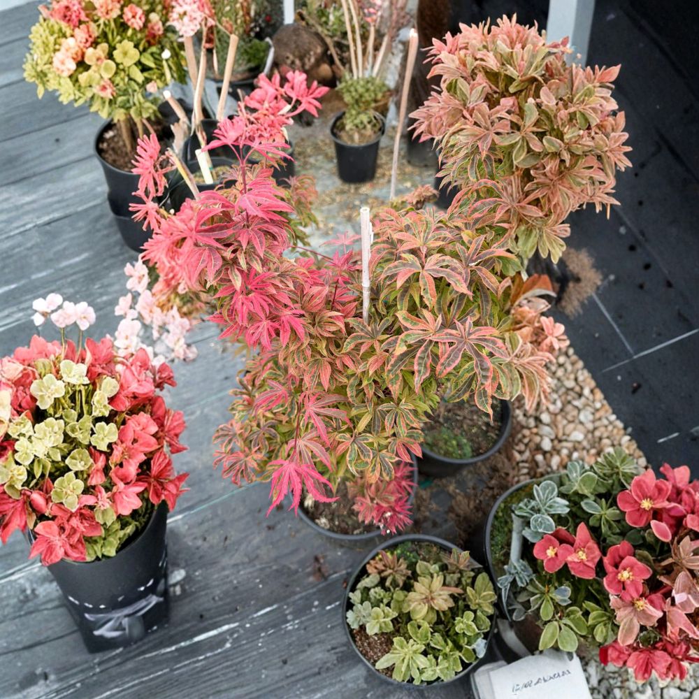 Acer palmatum ‘Geisha Gone Wild’ – Pink Variegated Japanese Maple in #3 Container, 25–32" Tall