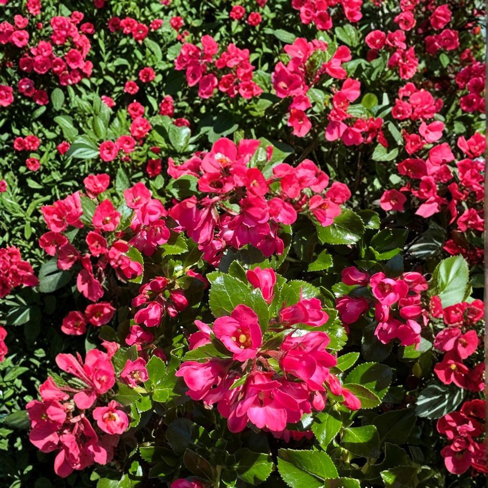 Escallonia Redclaws Plant – Evergreen Shrub with Reddish Pink Flowers in Nursery Pot