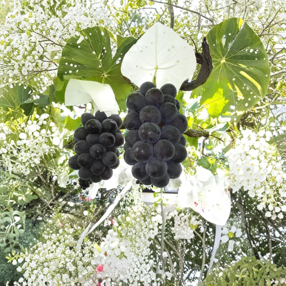 Japanese Fujiminori Giant Table Grape Plant – Vitis vinifera Live Vine in Nursery Pot