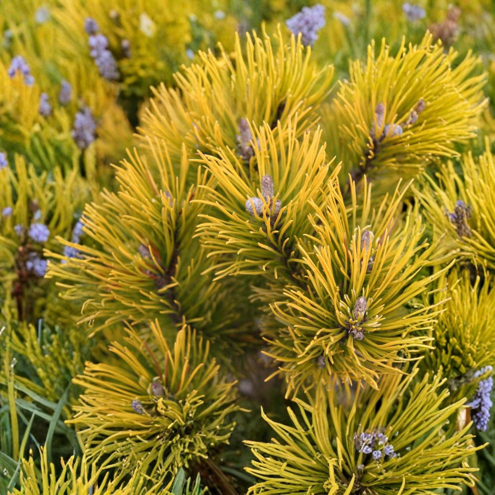 Carsten’s Wintergold Mugo Pine - Dwarf Golden Evergreen Conifer in 1 Gallon Pot