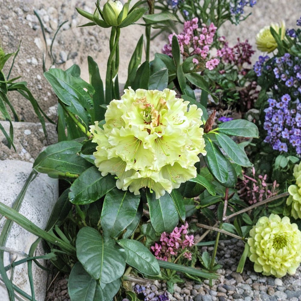 Rhododendron ‘Windsong’ Evergreen Shrub | Yellow & Red Blooms | Hardy #2 Container