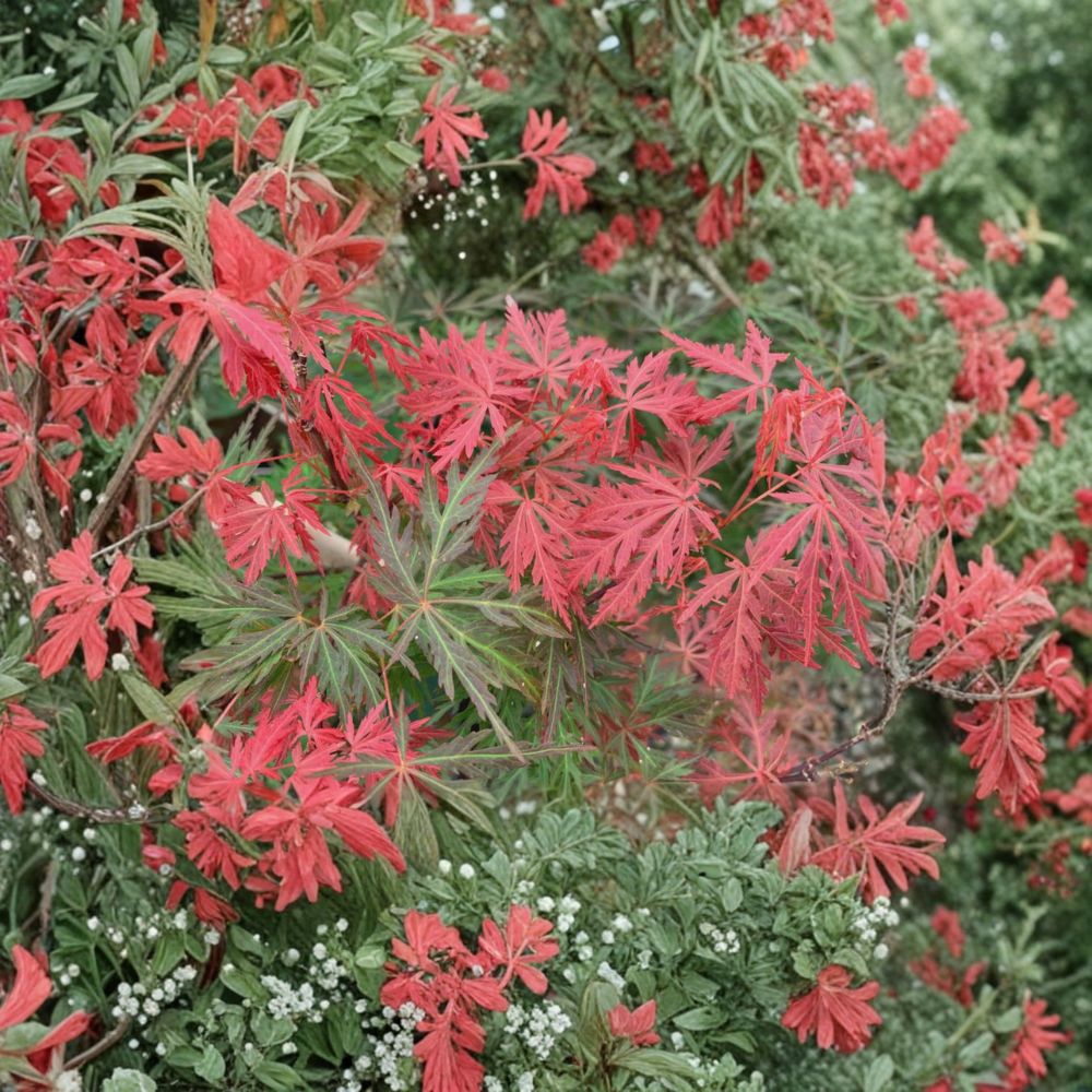 Acer palmatum dissectum ‘Orangeola’ – Weeping Laceleaf Japanese Maple | #3 Container | 25–32" Tall