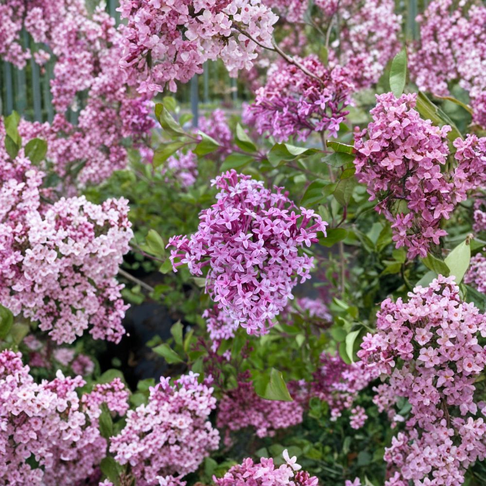 Red Pixie Lilac – Compact Dwarf Fragrant Flowering Shrub in 1 Gallon Pot