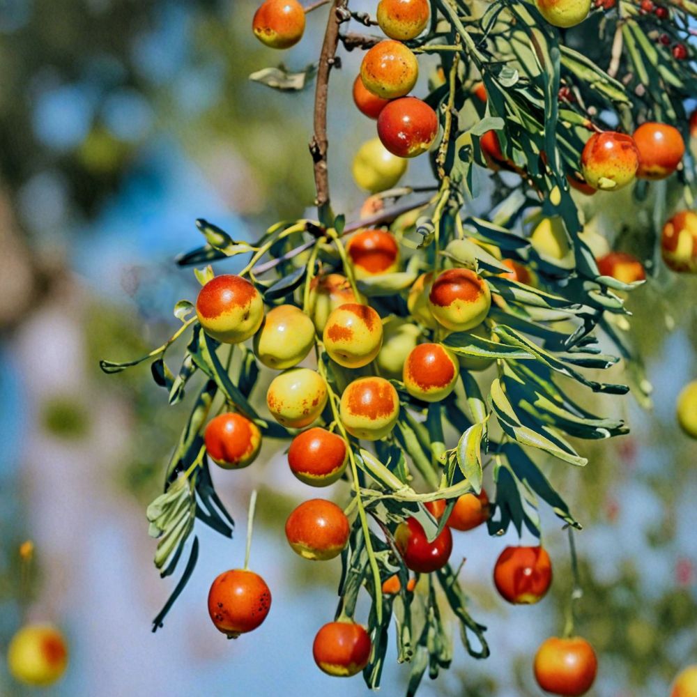 Dong Jujube Plant – Ziziphus jujuba Live Bare Root Tree | Winter Jujube Chinese Date
