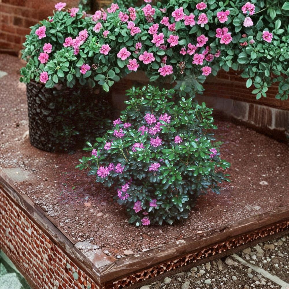 Rhododendron ‘Daphnoides’ Live Evergreen Shrub | Purple Blooming, Cold Hardy Landscape Plant