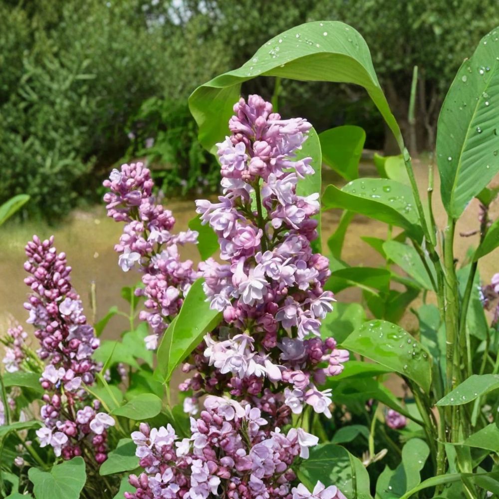 Katherine Havemeyer French Lilac – Syringa vulgaris Live Shrub | 3 Feet Tall Potted Plant | Double Pink Fragrant Flowers | Hardy Ornamental Lilac