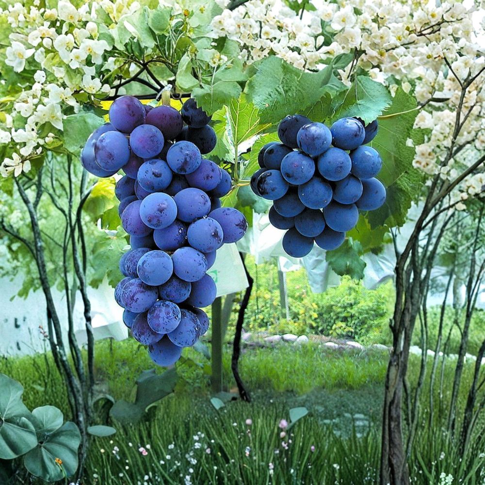 6 Japanese Kyoho Grape Cuttings – Vitis vinifera Live Propagation Cuttings | Giant Sweet Table Grape Variety