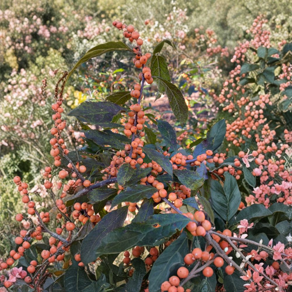 Winter Gold Winterberry Holly - Female Shrub with Orange Berries | 1 Gallon Pot | Ilex verticillata