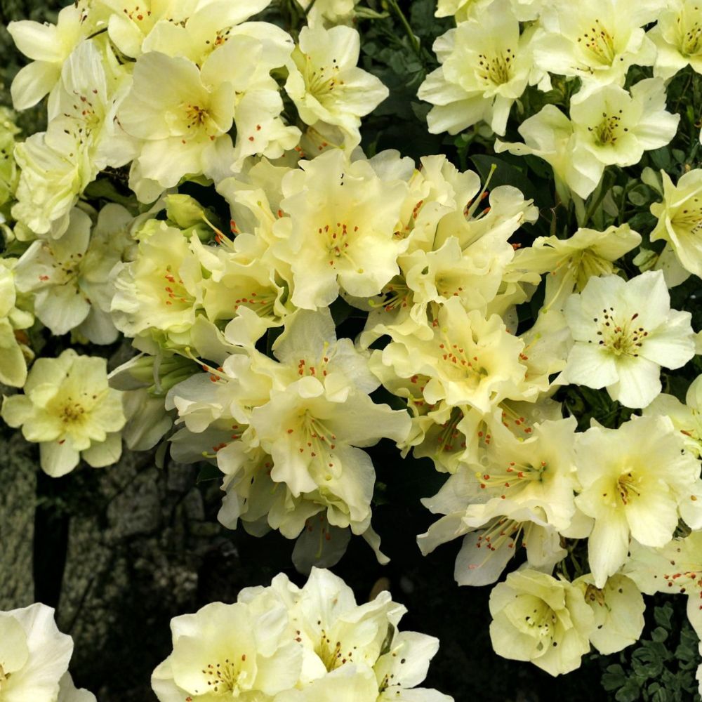 Rhododendron ‘Patty Bee’ Live Evergreen Shrub | Dwarf Yellow Blooming Rhododendron | Cold Hardy Container Grown