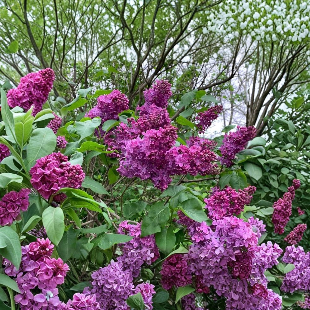 Charles Joly French Lilac – Syringa vulgaris Live Shrub | 3 Feet Tall Potted Plant | Double Dark Purple Red Flowers | Fragrant Hardy Lilac