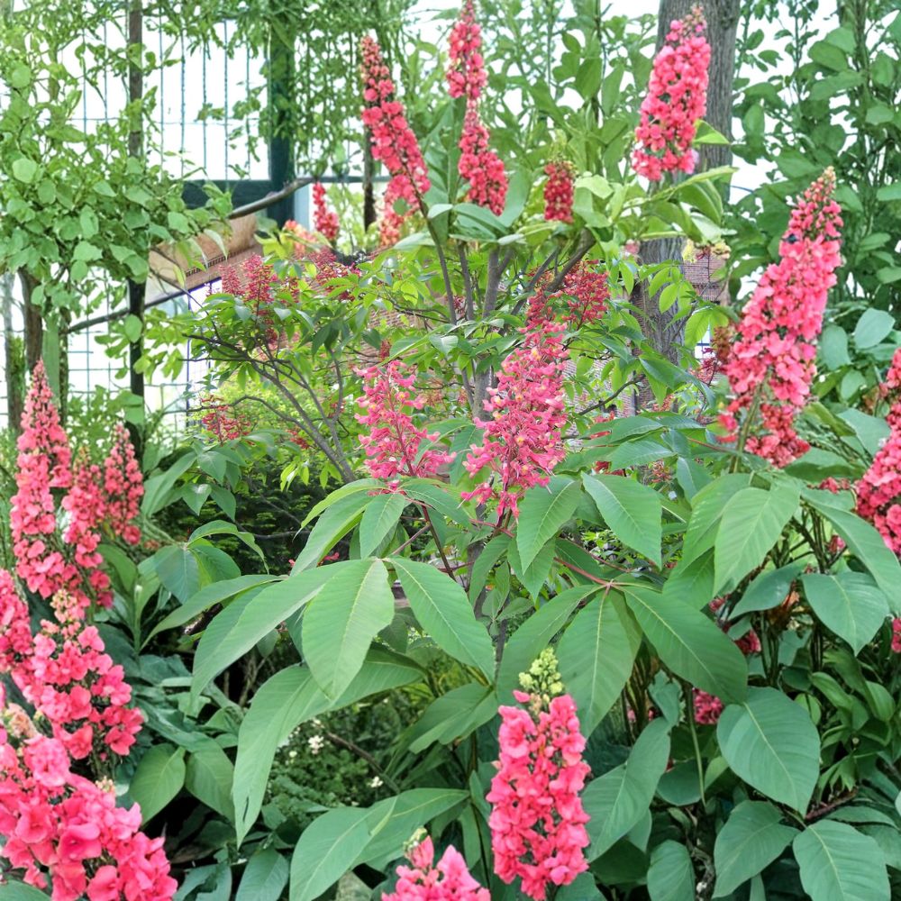 Red Buckeye Tree - Native Flowering Shrub in 1 Gallon Pot | Aesculus pavia