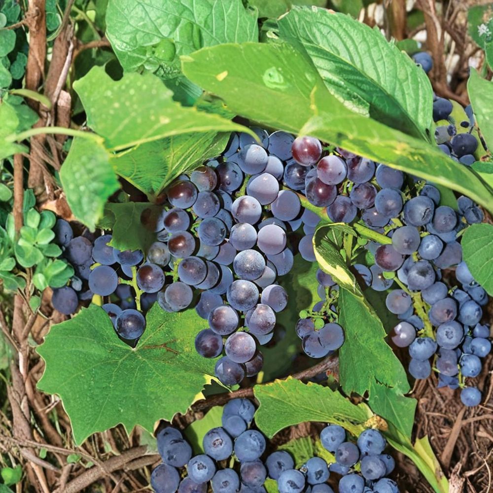 5 Seedless Concord Grape Cuttings – Vitis labrusca Live Propagation Cuttings | US Seller