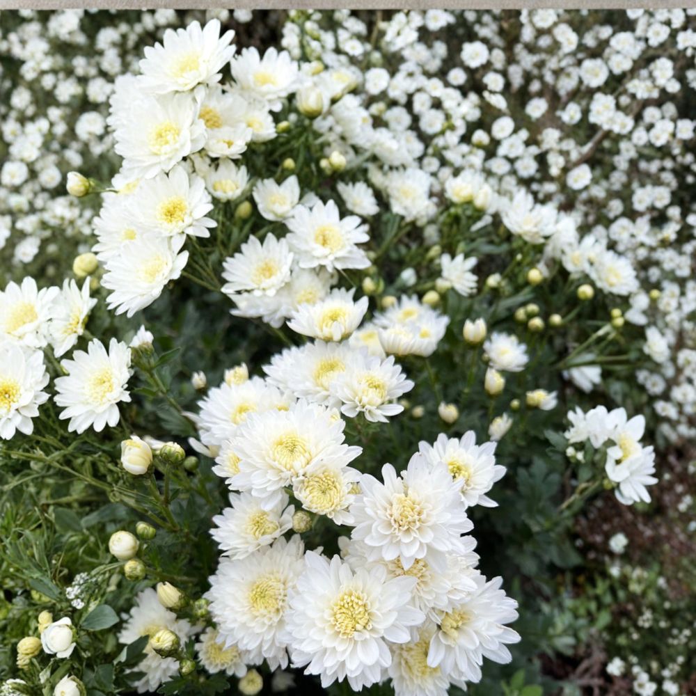 2-Pack White Mum Plants | Chrysanthemum Perennial Flowers in Nursery Pots